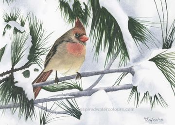 A watercolor painting of a female cardinal perched on a snow-covered pine branch, 