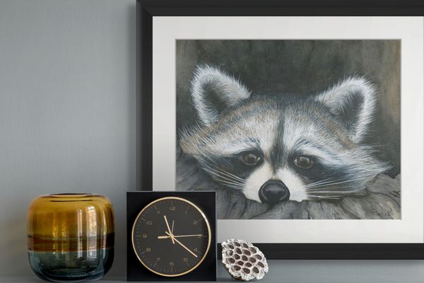 Raccoon watercolour wildlife print with soft grey fur and expressive eyes, woodland wall art