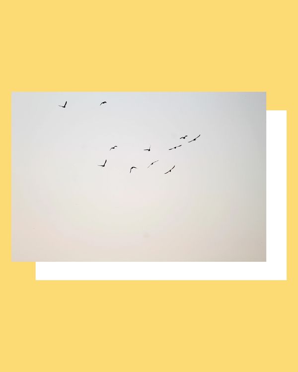 Birds flying against a pale sky.