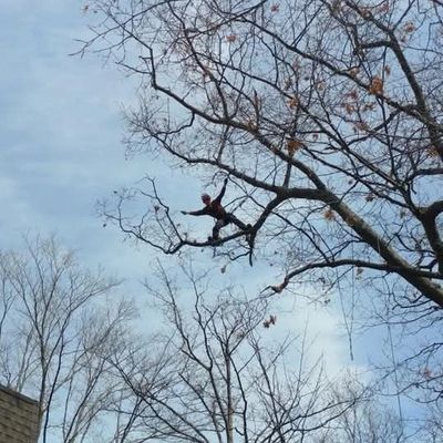 Tree climber working.