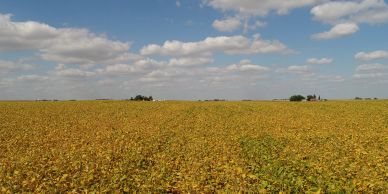 A vast golden field under a partly cloudy sky.