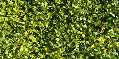 Dense green leaves forming a thick hedge.