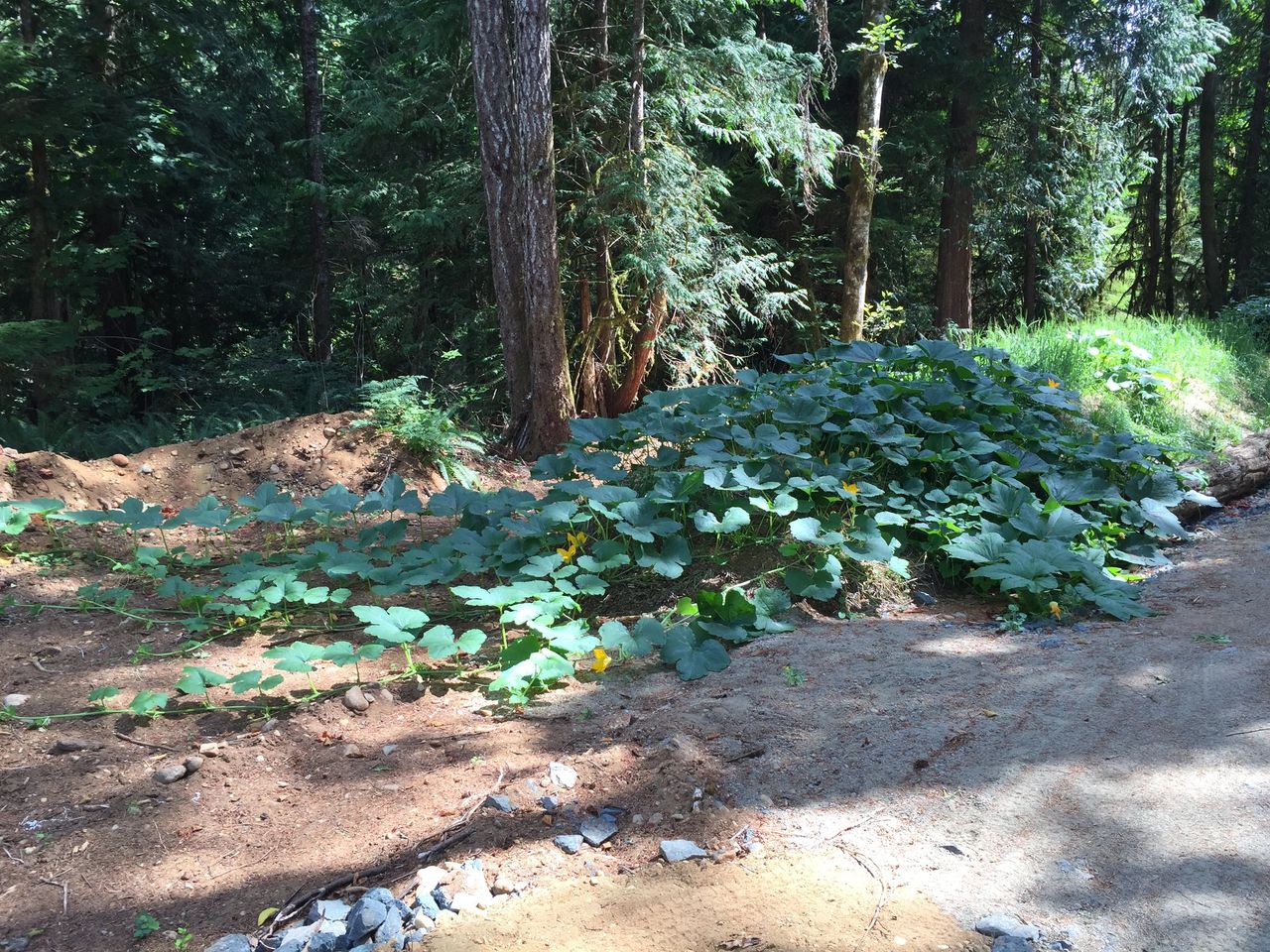 Hugel - water conservation garden