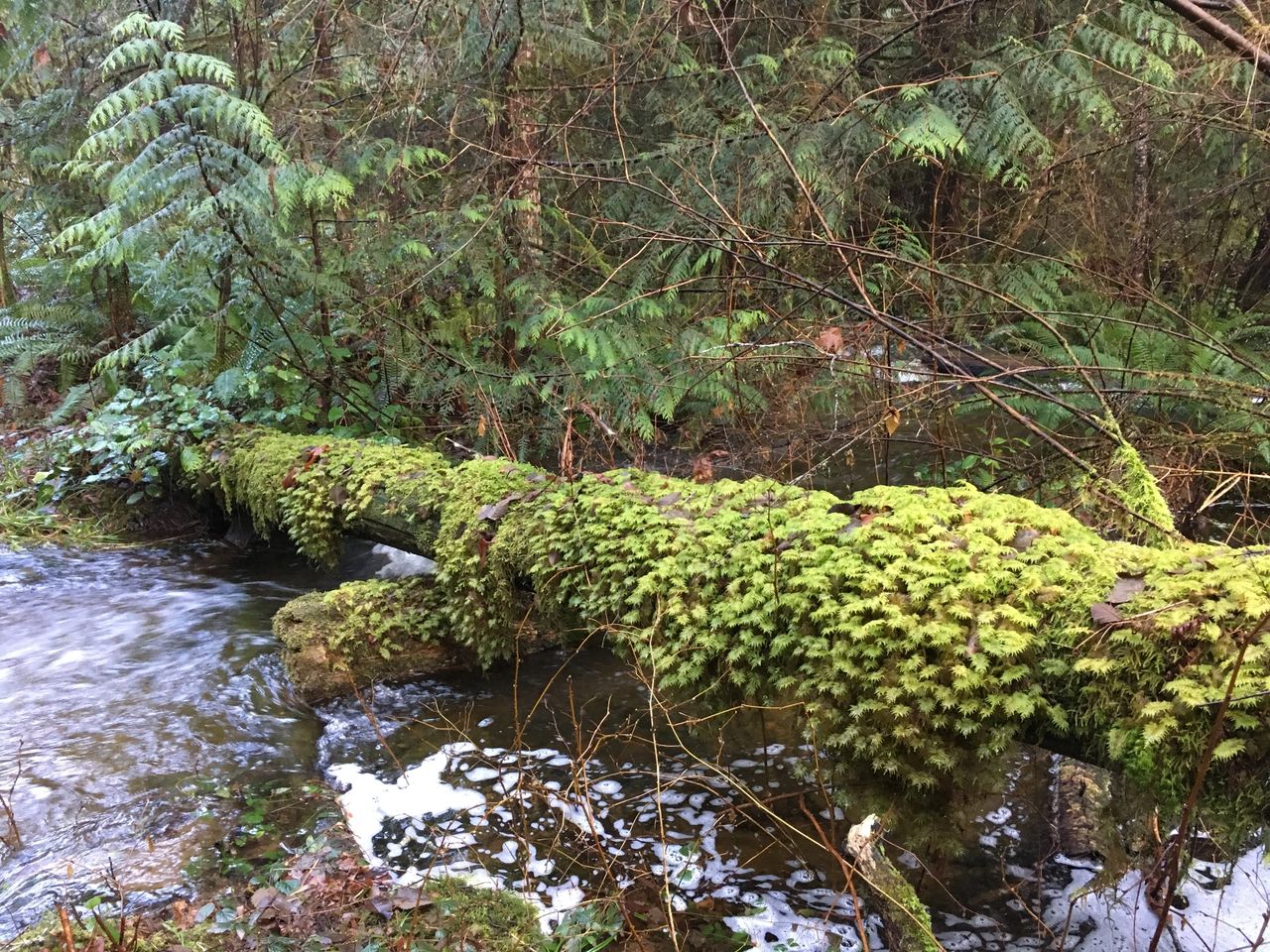 A seasonal creek runs across the property, travelling south to north headed eventually ending up in the ocean.