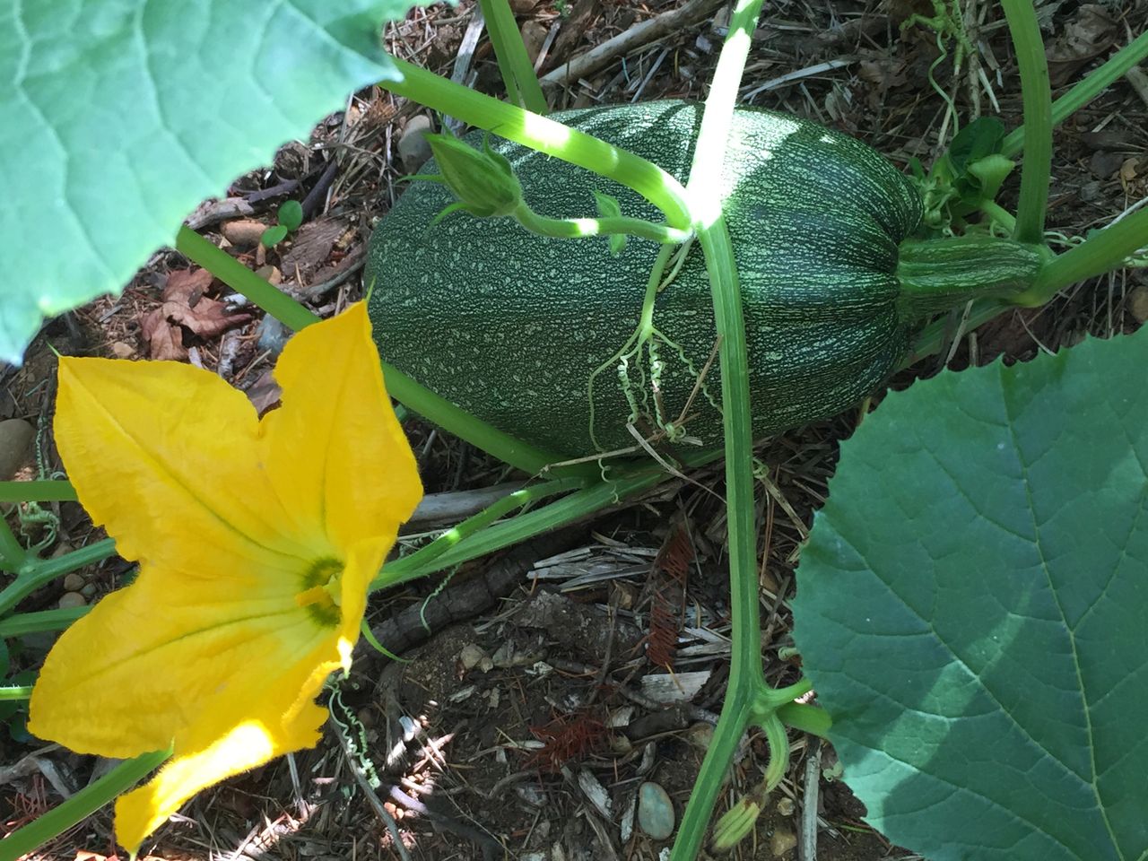 Build your hugel, plant it, care for it, grow and then harvest!