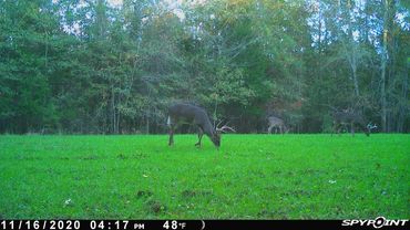 Three wall hangers grazing 
