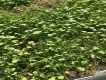  Custom food plot mix. Coming on strong!