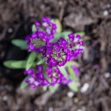 Sweet Allysum - Royal Carpet