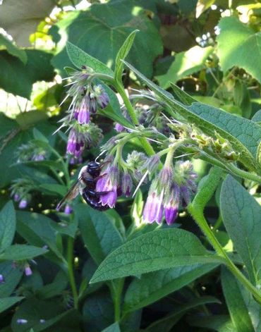 Russian Comfrey - Bocking 14