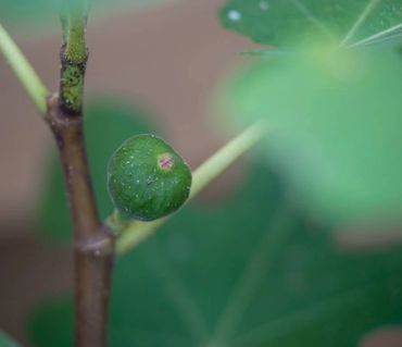 Fig Tree in fruit