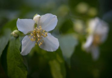 Mock Orange