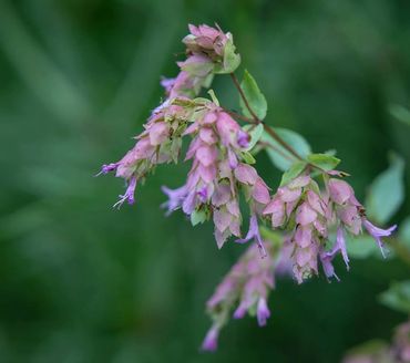 Italian Oregano in bloom