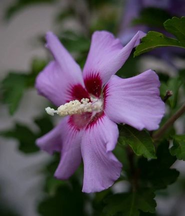 Rose of Sharon