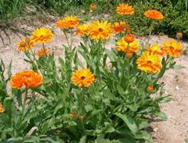 Calendula - annual