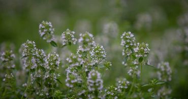 Creeping Thyme