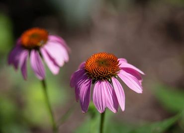 Echinacea