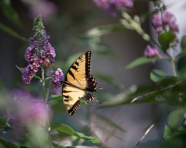 Swallowtail on Buddleia