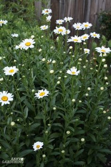 Shasta Daisy