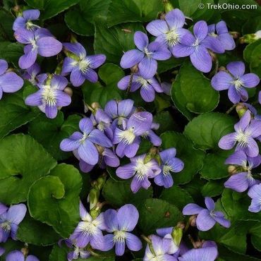 Violets