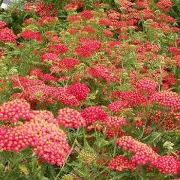 Achillea millefolium - Watermelon