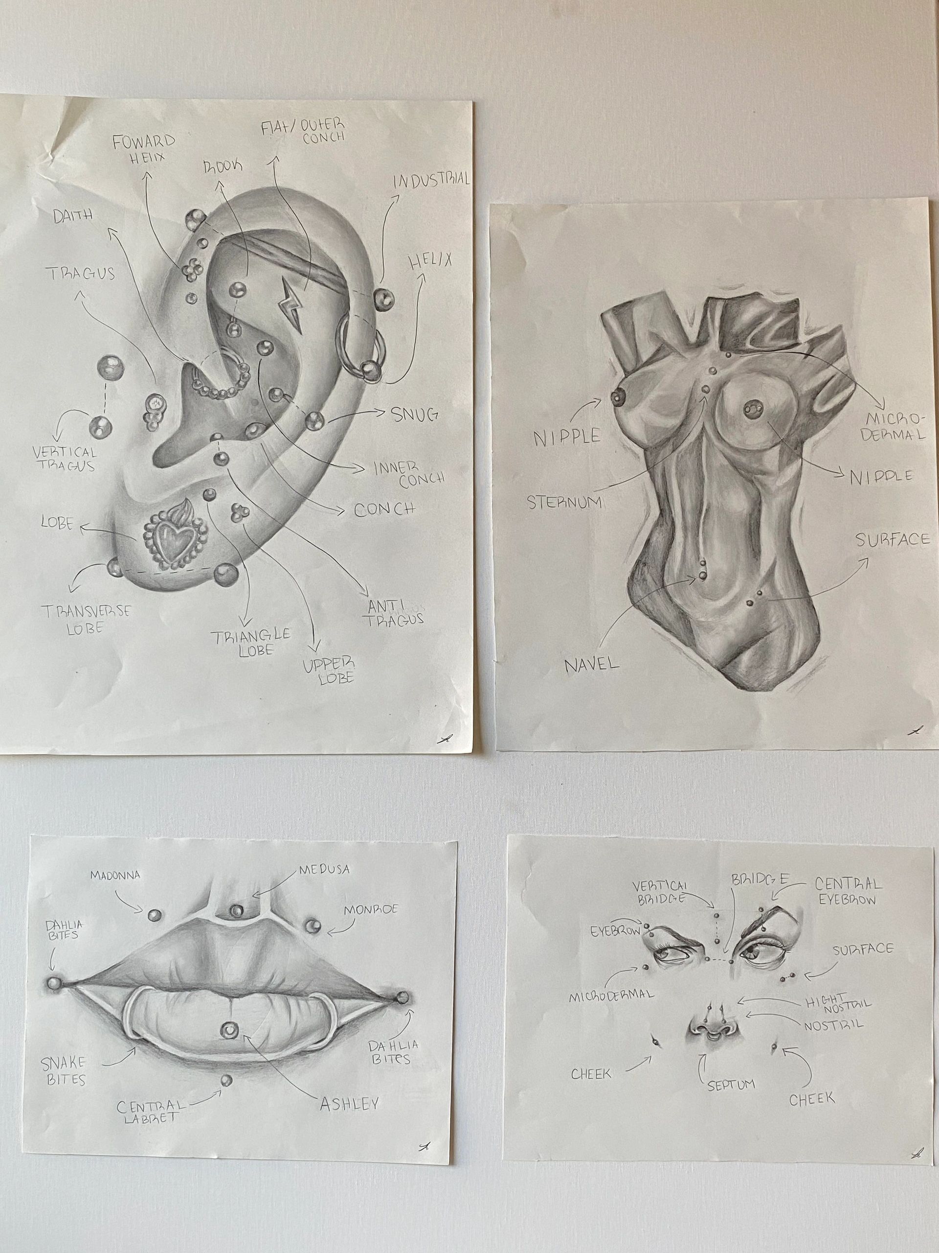 4 separate pencil drawings of different body parts, labeled with piercing names and locations.