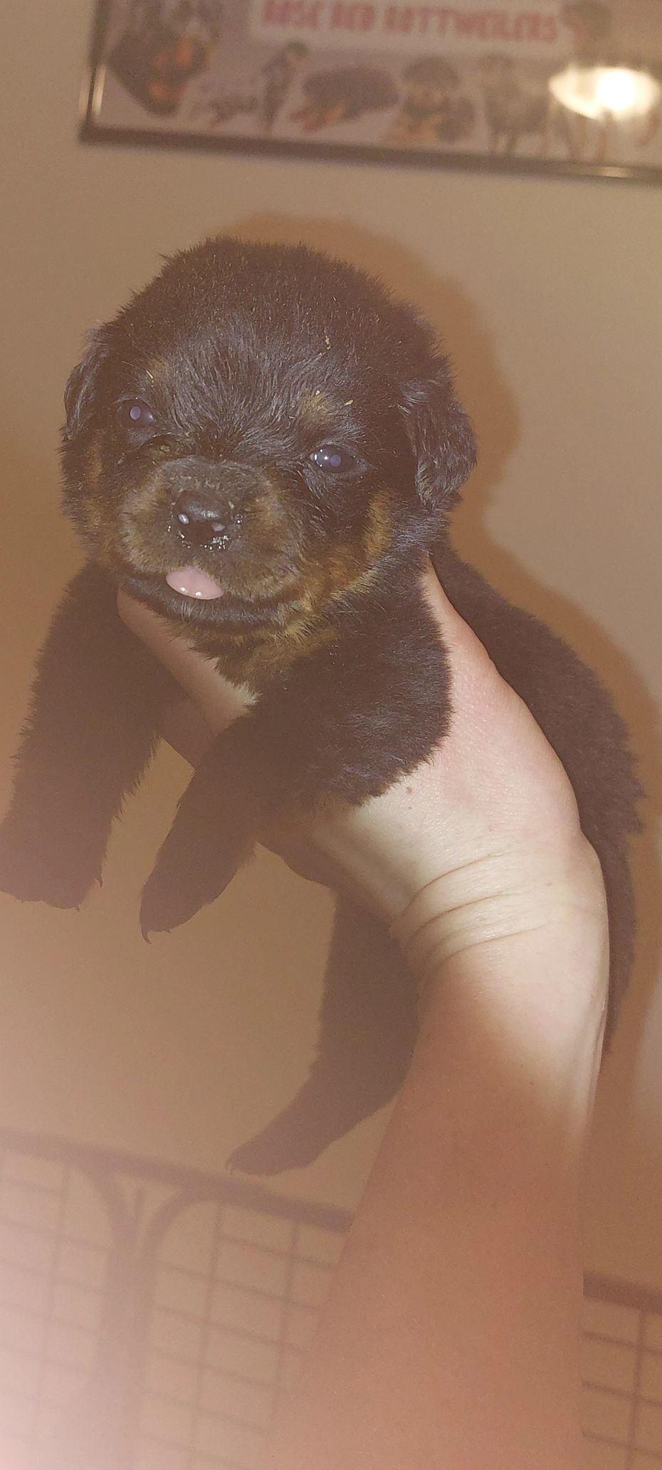 One male and one female are available from our litter born Friday 13, 2023. Pups will be ready to le