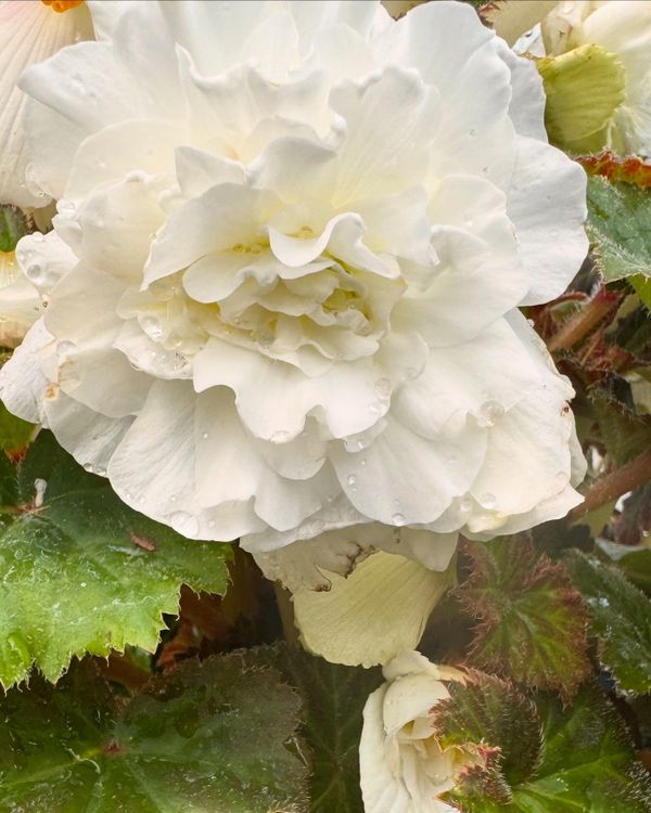 Close-up of a white begonia flower with water droplets on petals and green leaves.