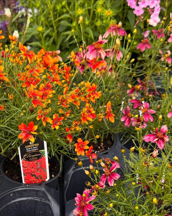 Bright orange and pink Coreopsis flowers in pots at a garden center.