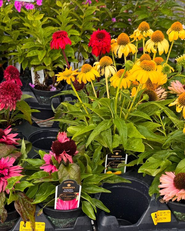 Colorful Echinacea flowers in pots at a garden center.