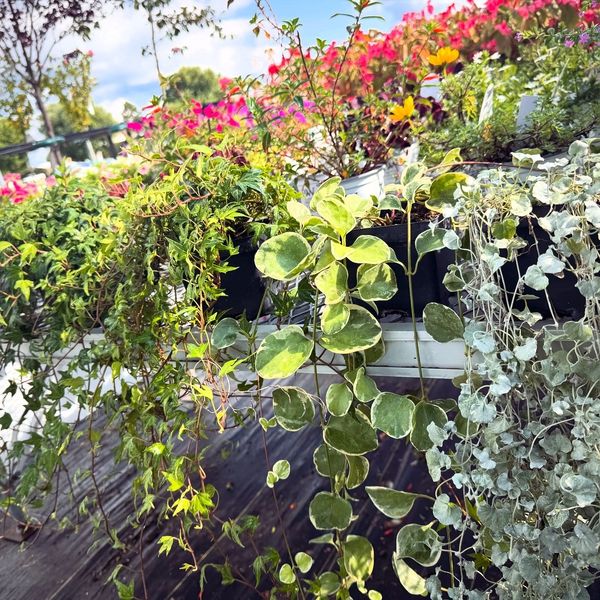 Vibrant hanging plants and flowers in a sunny garden setting.