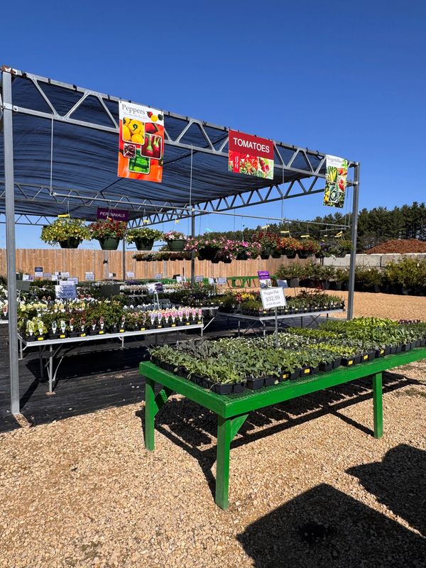Outdoor plant nursery with vegetables and flowers under a clear blue sky.