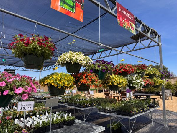Colorful hanging flower baskets at a garden center under a blue canopy.