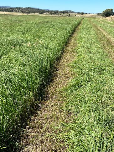 Freshly cut quality Mariner Rhodes grass at Lamels Limousins for horse and cattle hay. 