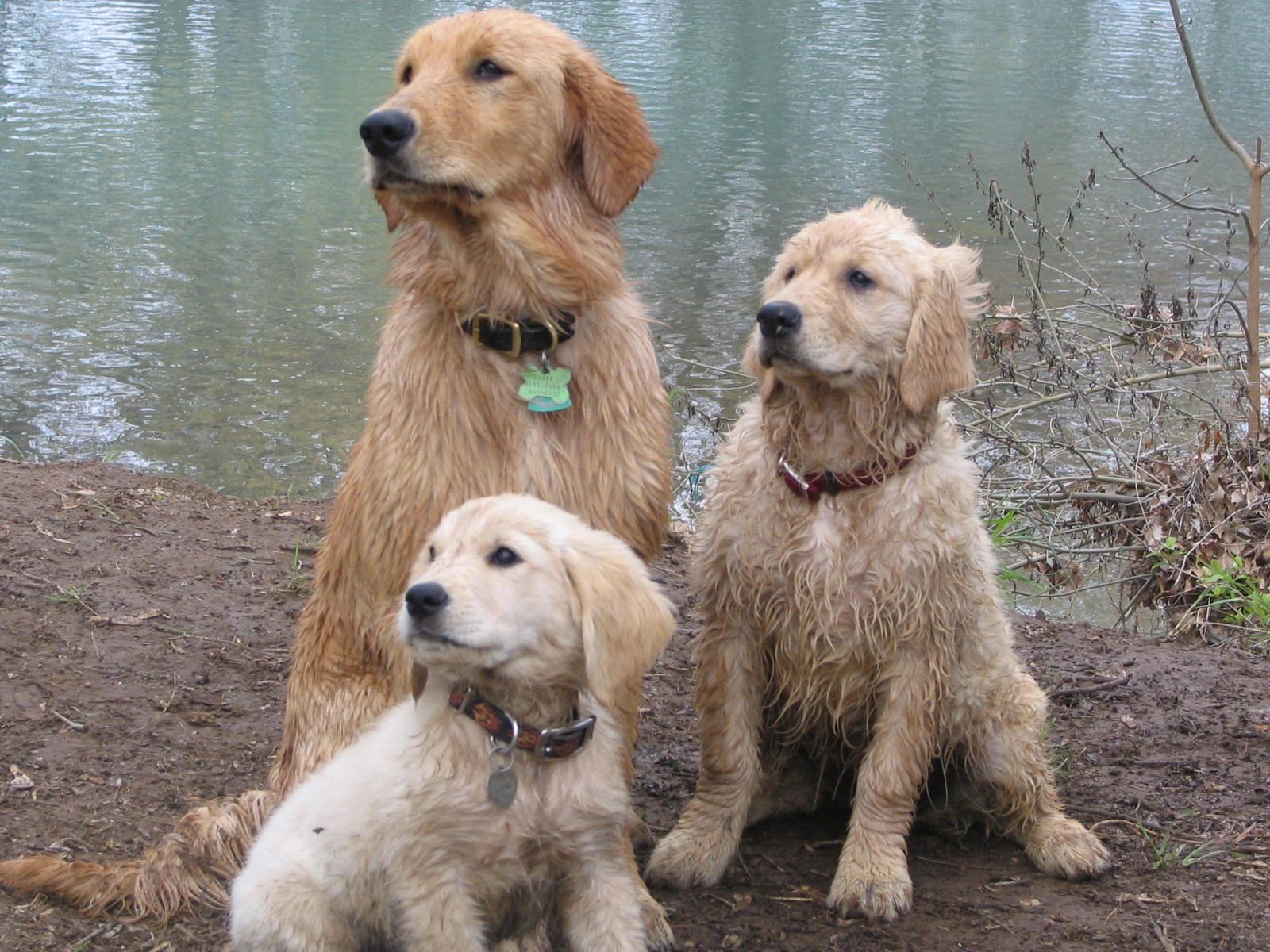 White River Goldens