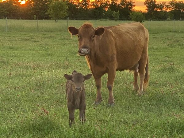 A cow and her calf standing in a green field at sunset.