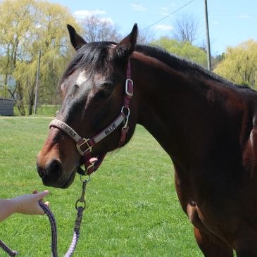 Close-up of a brown horse with a halter.