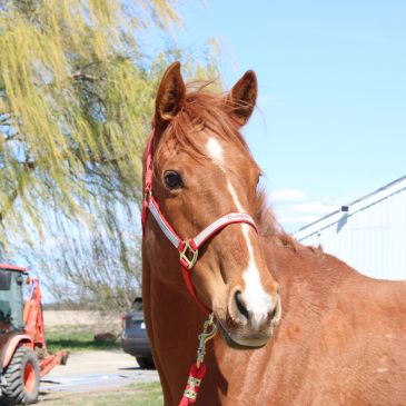 Brown horse with a white stripe on its face and a red halter.