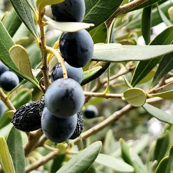 olive tree branch