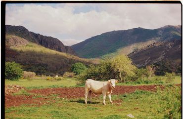 Ren Rox, 35mm landscape photography, shot on film, Kodak Portrait, Kodak Ektar. León, Spain 