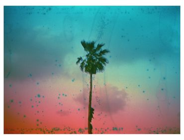 Ren Rox, photography, photographer, analogue, 35mm film, landscape, travel, tel aviv, palm tree