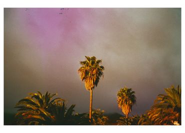 Ren Rox, photography, analogue, 35mm film, palm tree, landscape, travel, experimental, canarias