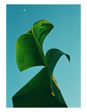 Ren Rox, photography, analogue, 35mm film, banana tree, landscape, travel, experimental, canarias