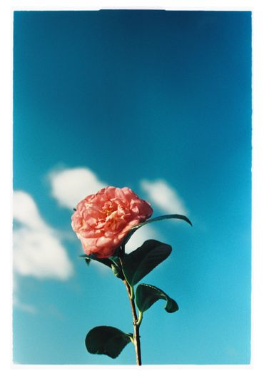 camellia, galicia, film photography, agfa, ren rox