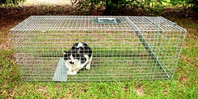 Cat Trap Fever: Austin Humane Society needs help taming feral cat