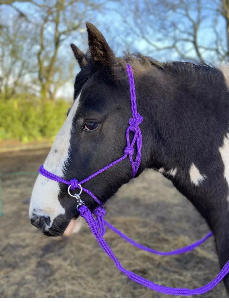 Bit Less Rope Halter BITLESS ROPE HALTER BRIDLE