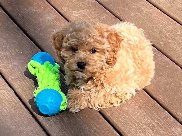 Red apricot cream Bichonpoo bichon poodle puppy found new home Kansas Missouri puppies for sale Iowa