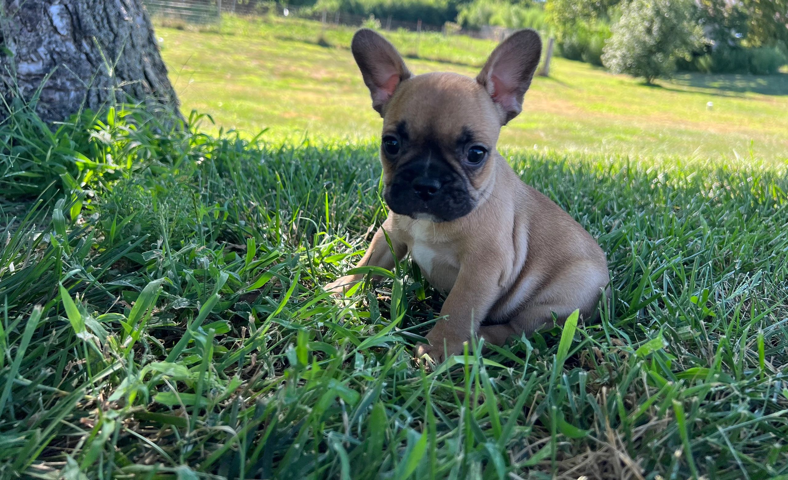 Are Bulldogs Allowed In Kansas