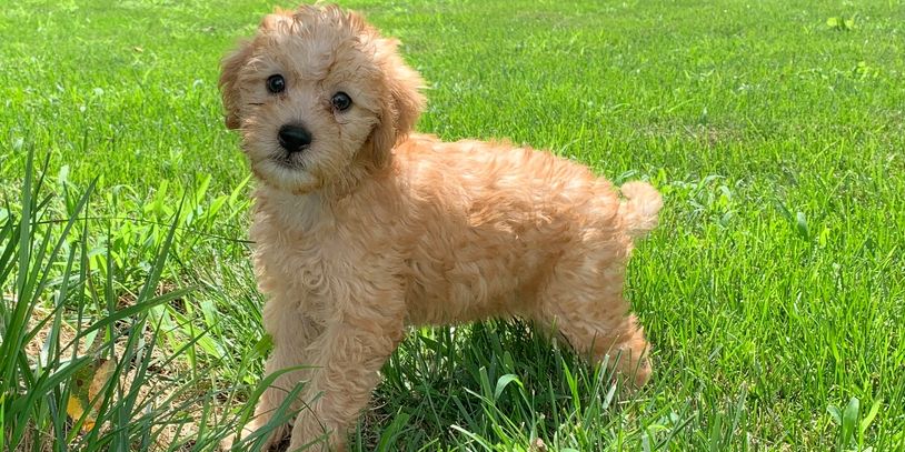 Rlittlepuppies - Labradoodles, Puppies for Sale, Doodles ...