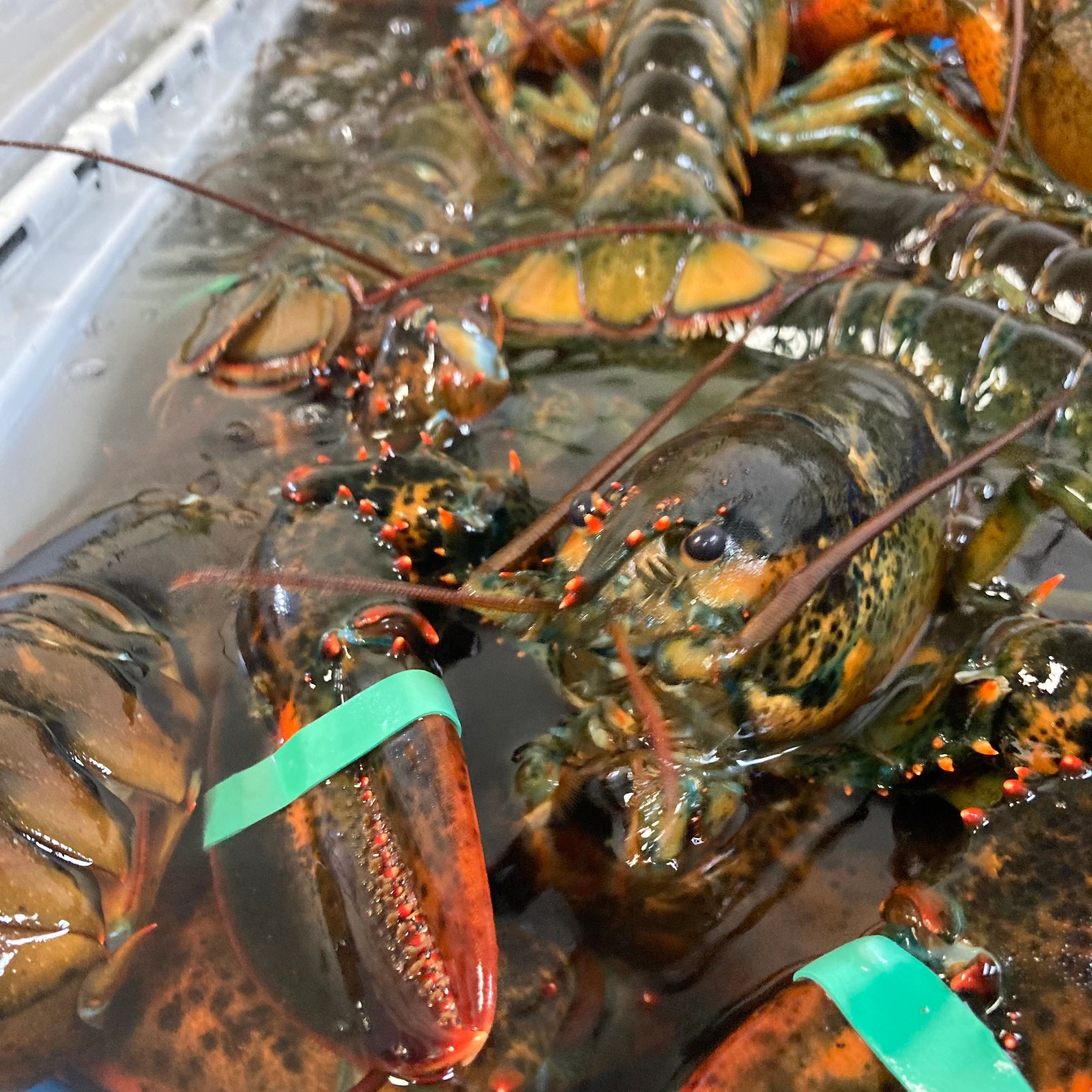 New Shell Lobster Sale, 6 / pound! 咽