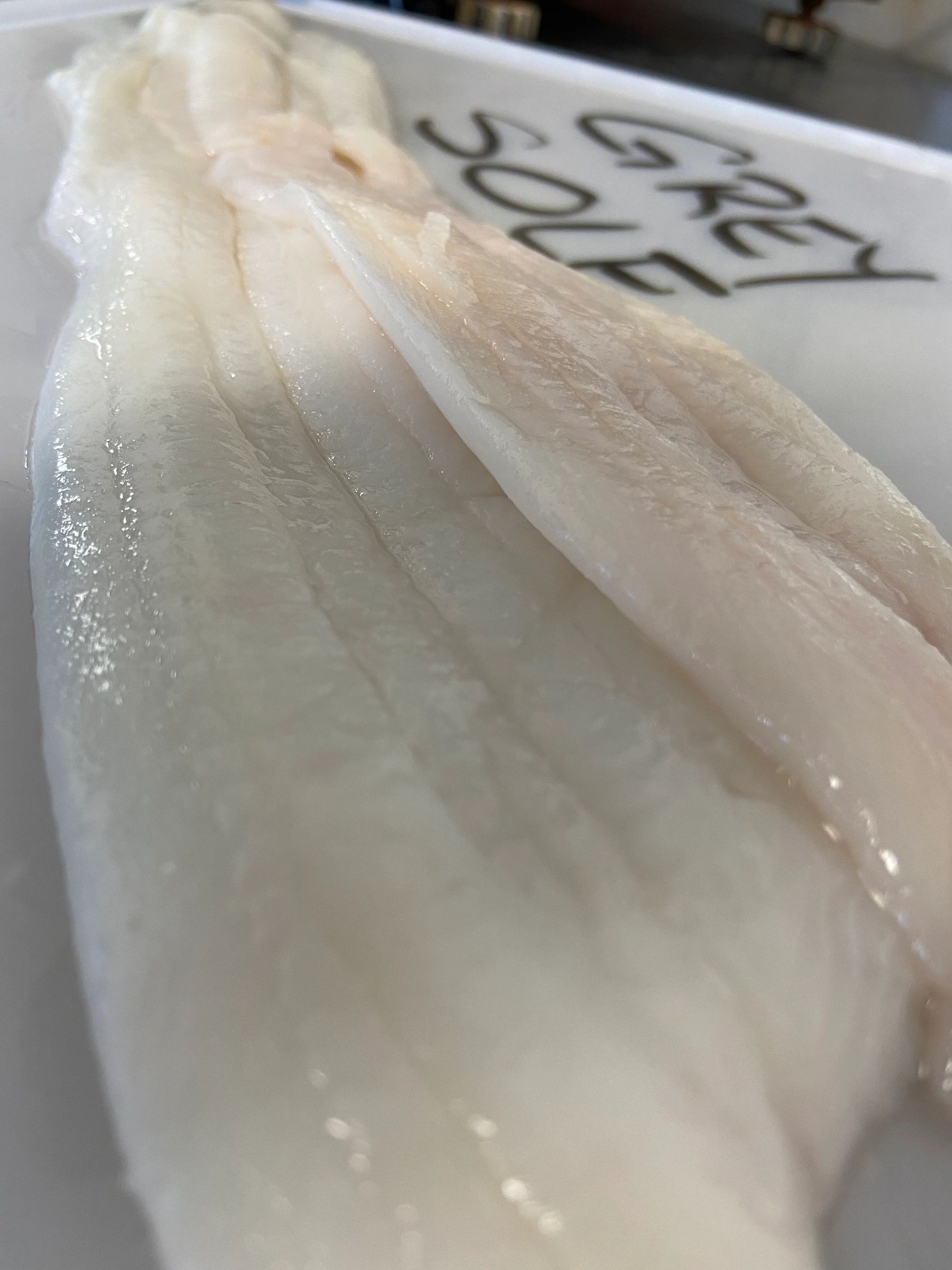 Grey Sole